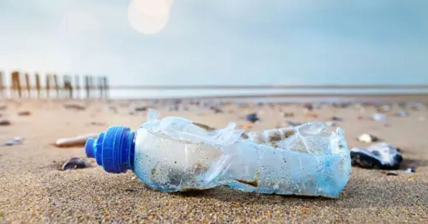 ¿Sabes cuánto tarda la naturaleza en reciclar? Ecos de Pinamar y el cuidado de las playas