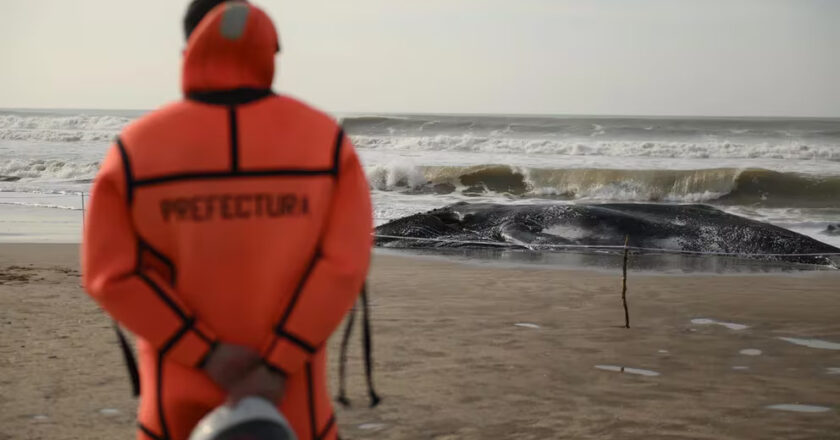 Hallaron el cuerpo de una ballena joven en las playas de Pinamar: investigarán las causas de su muerte