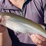 Madariaga palpita la Primera Fiesta del Pejerrey en la Laguna Salada Grande