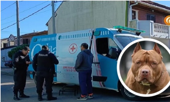 Mar del Tuyú: Turista herido tras ser atacado por un pitbull mientras caminaba por la playa