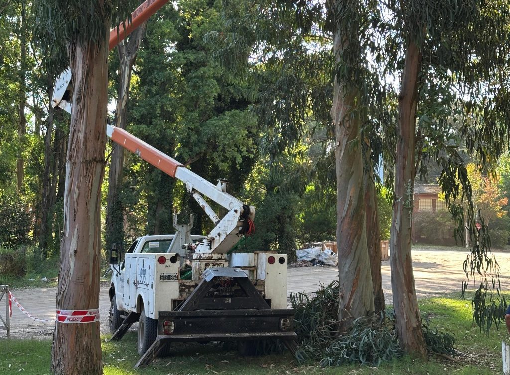 Este 24 de junio realizarán tareas de poda y extracción de árboles en Cariló