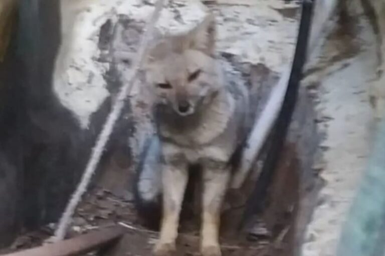 Rescataron a un zorro que había quedado atrapado en el patio de una casa de Ostende