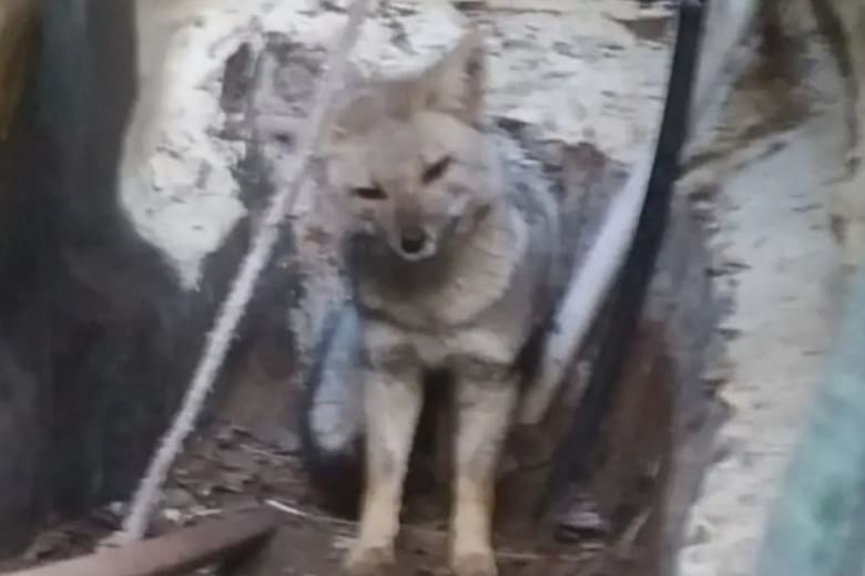Rescataron a un zorro que había quedado atrapado en el patio de una casa de Ostende
